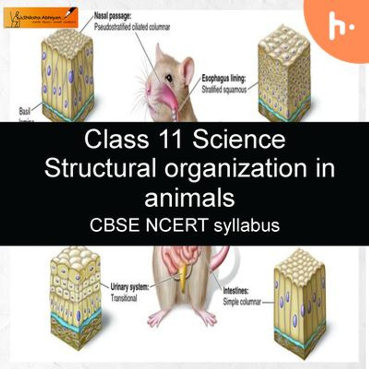 Theory part 1 | CBSE | Class 11 | Biology | Structural Organization in ...