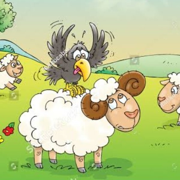Episode 476 sheep and crow