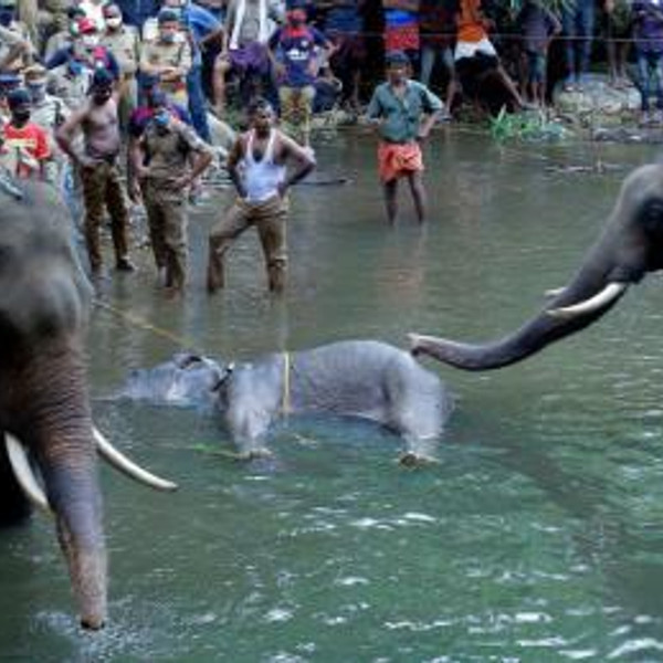 Pregnant elephant Dies | Babai Abbai | RedFMTelugu