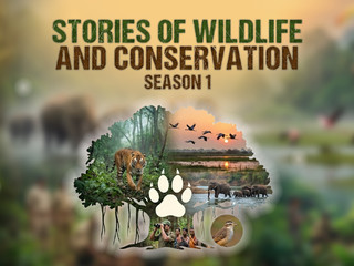 Stories of Wildlife and Conservation - Season 1
